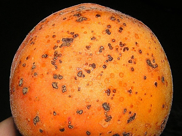 Meruňka s příznaky strupovitosti na povrchu plodu