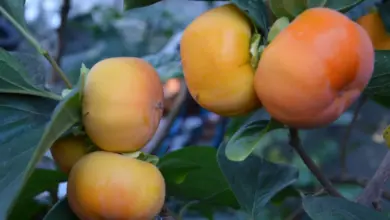 Zralé oranžové plody kaki visí na větvi mezi zelenými listy.