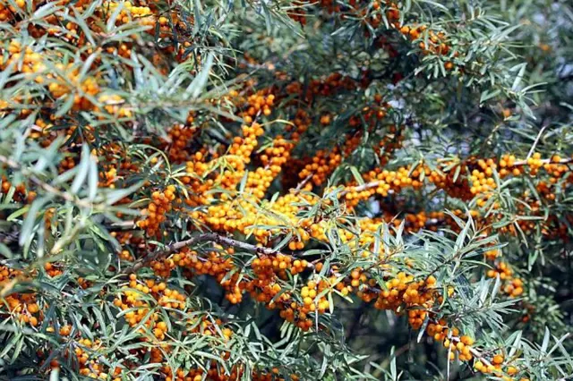 Rakytník s dozrávajícími oranžovými plody na keři.