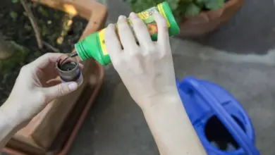 Člověk nalévá tekuté hnojivo do měřicího lžičky pro rostliny.