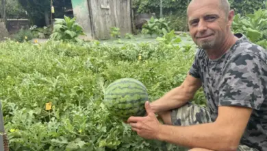 Muž drží zralý meloun v zahradě s rostlinami.