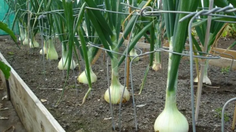 Řádky cibule rostoucí v zahradním lůžku s viditelnými hlavičkami.