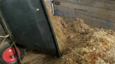 Kočičí hnoj se nalévá na půdu pro pěstování rajčat.