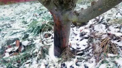 Základ jabloně s odlupující se kůrou a poškozením.