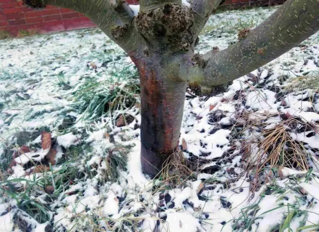 Základ jabloně s odlupující se kůrou a poškozením.