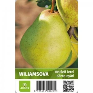 Zelená hruška odrůdy Williamsová visící na větvi stromu.