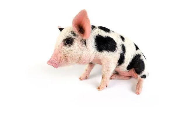 Malé prase s černými skvrnami na bílém pozadí.