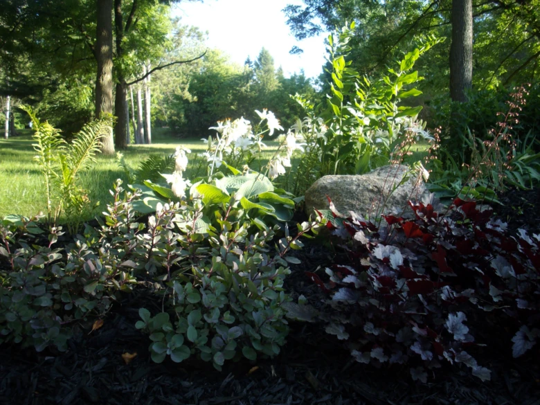 Garden bed with plants and rock
