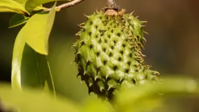 Zelený plod soursop visící na větvi stromu.