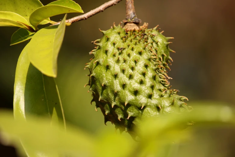 Zelený plod soursop visící na větvi stromu.