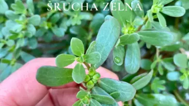 Ruka drží zelenou bylinu sruchu zelnu s tlustými listy.