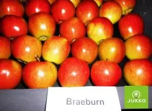 Červená jablka odrůdy Braeburn v krabici s logem JUKKO.