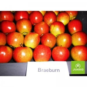 Červená jablka odrůdy Braeburn v krabici s logem JUKKO.