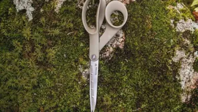 Nůžky leží na mechu, symbolizují nástroj pro řezání větví při množení hrušní.