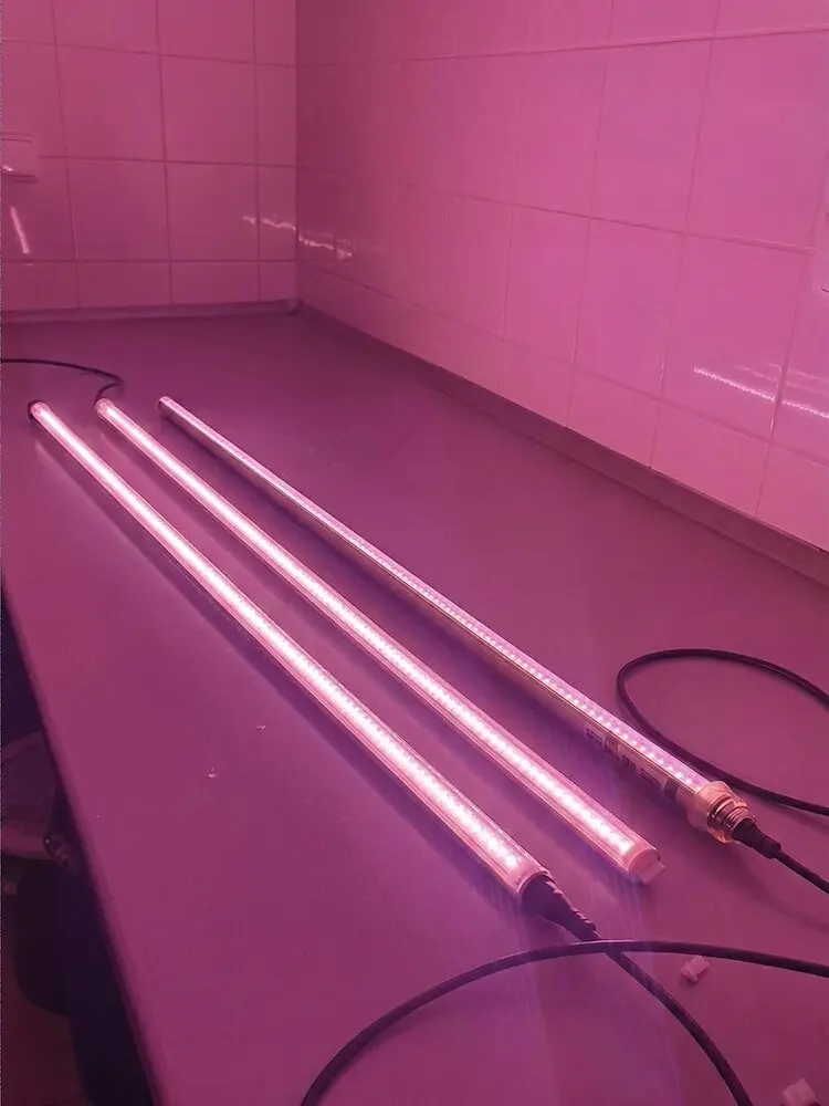 Tři růžové LED lampy pro sazenice na pracovním stole.