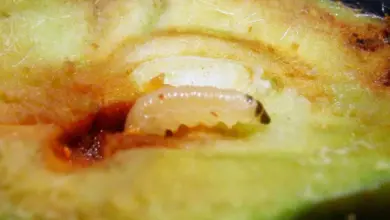 Bílá larva zavíječe v jablku s hnijícím jádrem.
