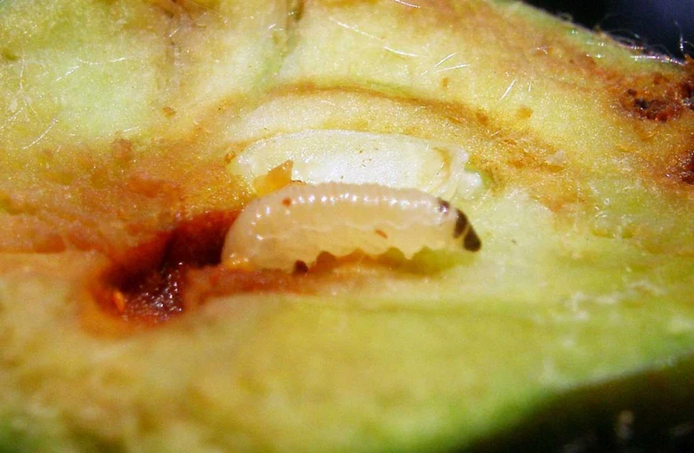 Bílá larva zavíječe v jablku s hnijícím jádrem.