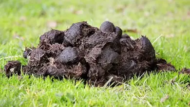 Hromada prasečího hnoje ležící na zelené trávě.