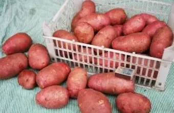 Krabice červených brambor odrůdy Red Fantasy s několika kusy mimo krabici.