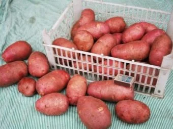 Krabice červených brambor odrůdy Red Fantasy s několika kusy mimo krabici.