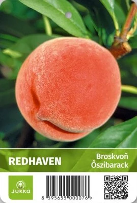 Broskviň Redhaven na stromě s listy