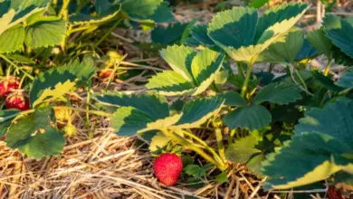 Strawberry plants with mulch