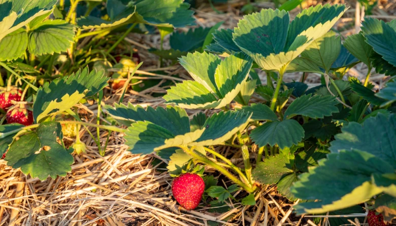 Strawberry plants with mulch