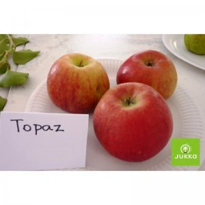 Tři červená jablka odrůdy Topaz na bílé talířku s nápisem.