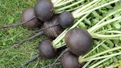 Černé ředkve s listovými stonky ležící na trávě po sklizni.