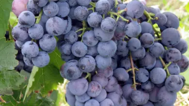 Skladek tmavě fialových bezsemenných hroznů na lodyze vinné révy.