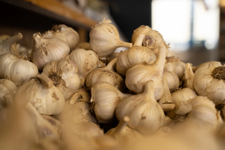 Garlic bulbs pile