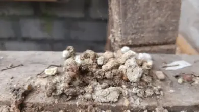 Hromada křepelčího trusu na dřevěné desce.