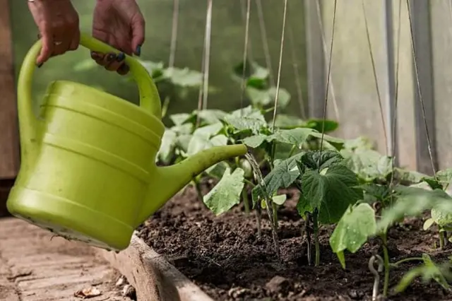 Zálivka mladých okurek v skleníku pro prevenci vadnutí