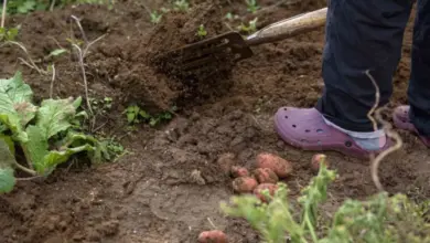Osoba sbírá brambory z hlíny v zahradě.