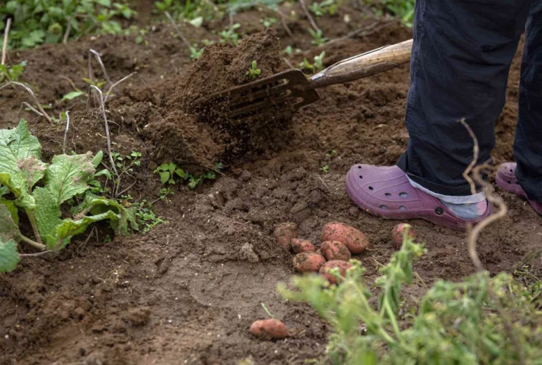 Osoba sbírá brambory z hlíny v zahradě.