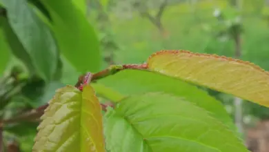 Blízký záběr na listy třešně v zahradě s červenými řapíky.