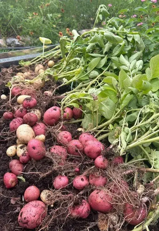 Svěže vykopané červené brambory s listovím na zemi