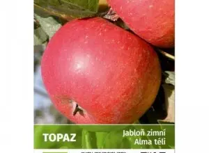 Red apples on tree
