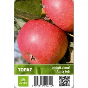 Red apples on tree