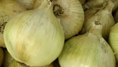 Hromada žlutých cibulí s viditelnými vrstvami a kořeny.
