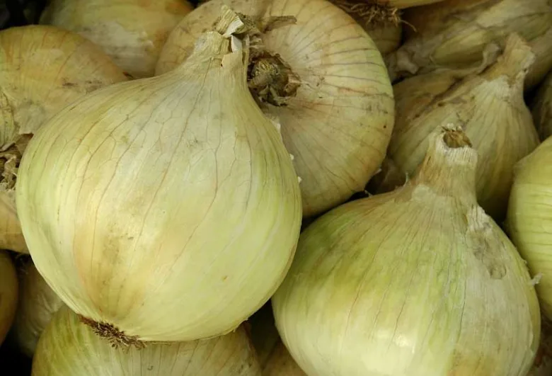 Hromada žlutých cibulí s viditelnými vrstvami a kořeny.