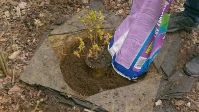 Osoba přidává organickou hmotu pod keř borůvek pro lepší růst.