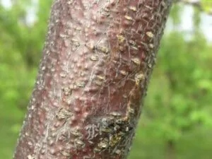 Břichovina meruňky s příznaky nemoci na kůře