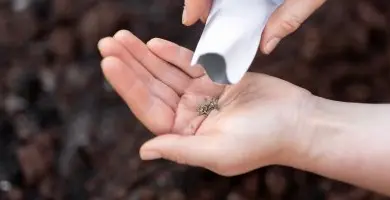 Ruce s malými semínky v dlani nad půdou při používání ruční sekačky.