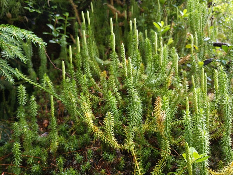Zelené rostliny Lycopodium v lesním prostředí s detailními stonky.