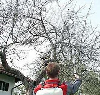 Muž postřikuje holé větve jabloně nebo hrušně na jaře.