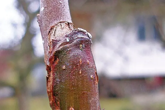 Detailní záběr na úspěšný naroubovaný výhon švestky.