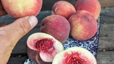 Čerstvé broskve na talíři, jedna rozkrojená ukazuje dužinu.