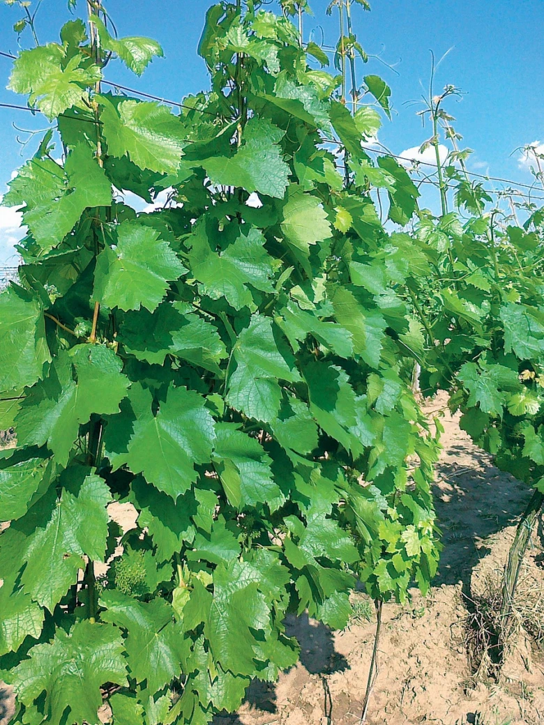 Grapevine with grapes