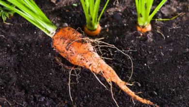 Carrot with green tops in soil
